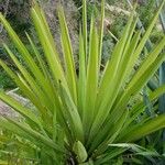 Yucca madrensis Хабит