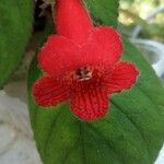 Kohleria amabilis 花