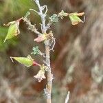 Ononis tridentata Fruit