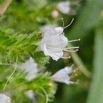 Echium italicum Floare