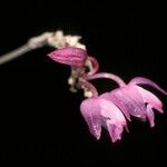 Domingoa purpurea Květ