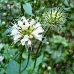 Dipsacus pilosusŽiedas