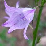 Campanula rapunculus 花