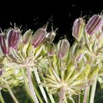 Laserpitium halleri Fruit