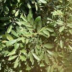 Aglaia elaeagnoidea Deilen