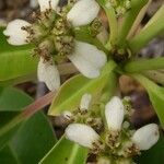 Neoguillauminia cleopatra Flors