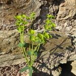 Euphorbia segetalis Hábito