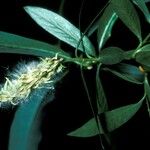 Salix lasiandra Flower