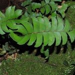 Lindsaea falcata Folha