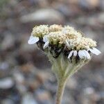 Achillea nana Flower