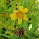 Guizotia abyssinica Flower