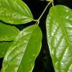 Glicophyllum stylopterum Leaf