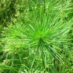 Cyperus papyrus عادت داشتن