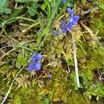 Polygala alpina Квітка