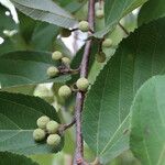 Grewia mollis Fruto