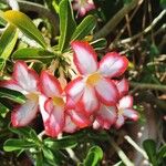 Adenium obesum Õis