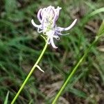 Phyteuma betonicifoliumFlower