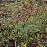 Lomatium dasycarpum Хабит