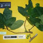 Ficus fistulosa Плод