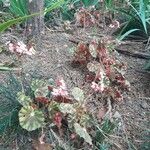 Begonia hydrocotylifolia Агульны выгляд