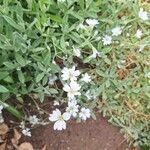 Cerastium tomentosumപുഷ്പം