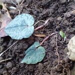 Cyclamen balearicum Leaf