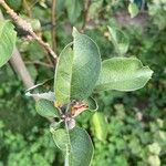 Malus domestica Leaf