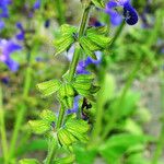 Salvia pratensis Blüte