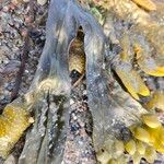 Zostera marina Folha