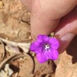 Campanula dichotoma Flower