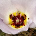 Calochortus flexuosus Blodyn