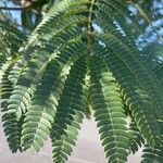 Albizia julibrissin 葉