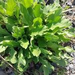 Hieracium amplexicaule Blatt