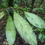 Rhodostemonodaphne grandis Leaf