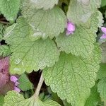 Lamium purpureum Yaprak