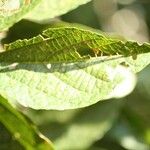 Dombeya punctata Blatt