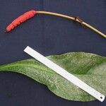 Anthurium hacumense Sonstige