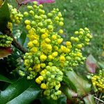 Berberis aquifolium Цвят