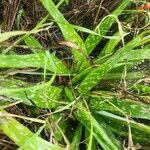 Aloe amudatensis 整株植物