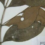 Eugenia exaltata Otro