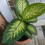 Dieffenbachia seguine Leaf