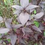 Alternanthera brasiliana ഇല