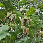 Barringtonia asiatica Fruit