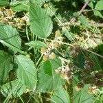 Rubus guestphalicus Flower