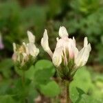 Trifolium clypeatum Kvet