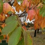 Rhus chinensis List