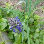 Ajuga × hybrida Flor