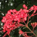 Clerodendrum buchananii Blomma