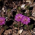 Allionia incarnata Habit