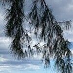 Casuarina equisetifolia Other